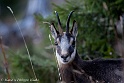 Chamois